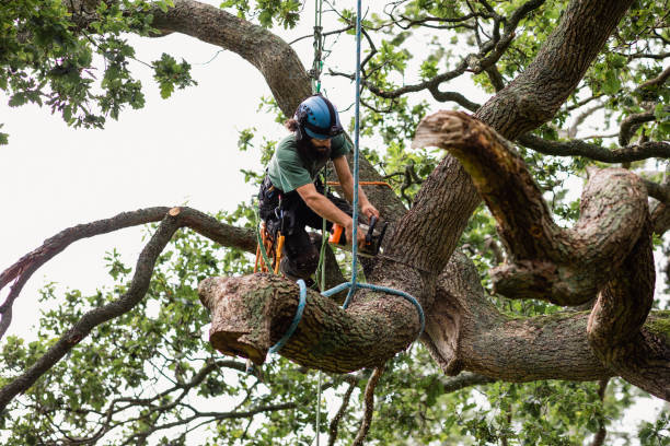 Best Tree Mulching  in Independence, VA