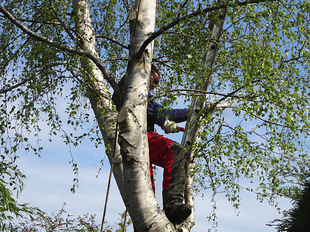 How Our Tree Care Process Works  in  Independence, VA